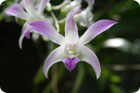Une superbe orchide, sauvage videmment !